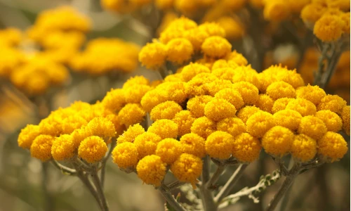 Immortelle for the Skin: Antioxidants, Collagen, and Natural Skin Regeneration